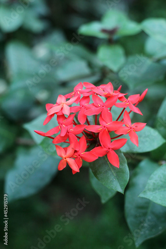 Soka (red Indian jasmine) Flower. 
