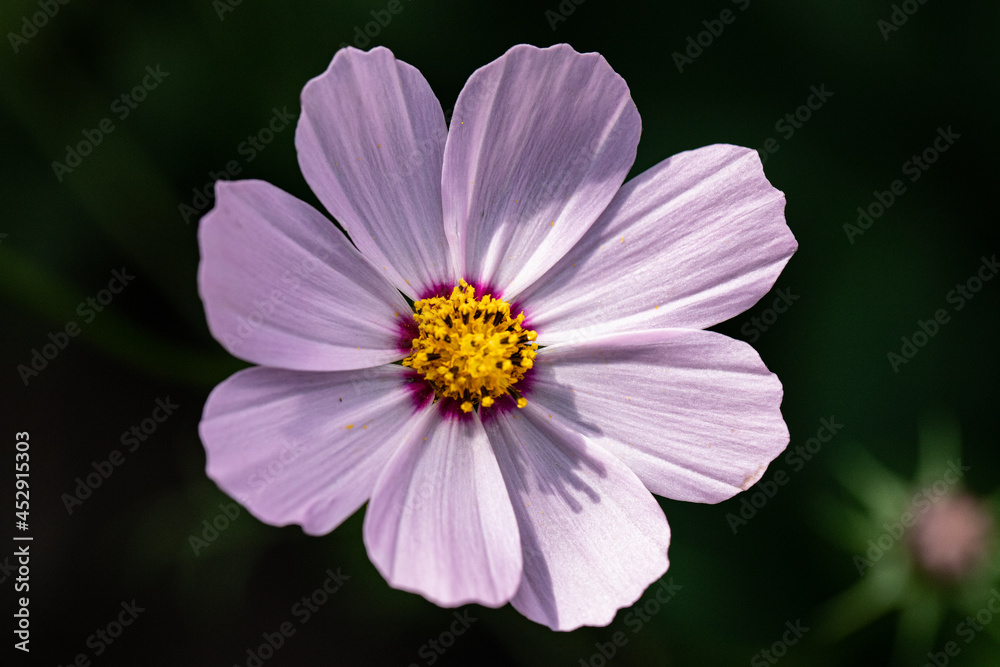 cosmos flower