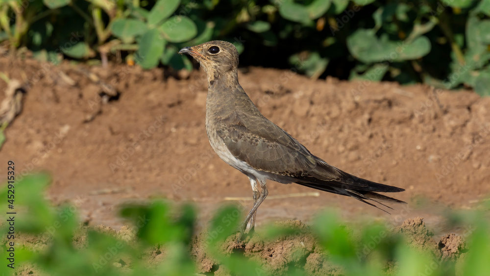 Very beautiful shot of Collared Pratincole bird on dry muddy road in the early morning ( Glareola pratincola ) endangered bird
Very beautiful shot of Collared Pratincole bird on dry muddy road in the early morning ( Glareola pratincola ) endangered bird