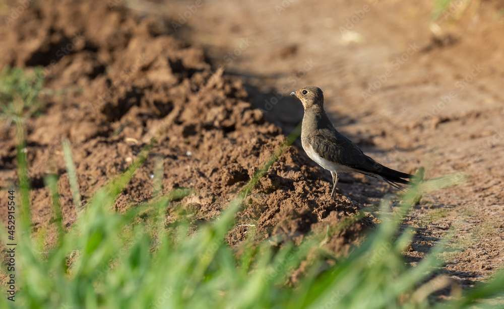 Fototapeta premium Very beautiful shot of Collared Pratincole bird on dry muddy road in the early morning ( Glareola pratincola ) endangered bird 