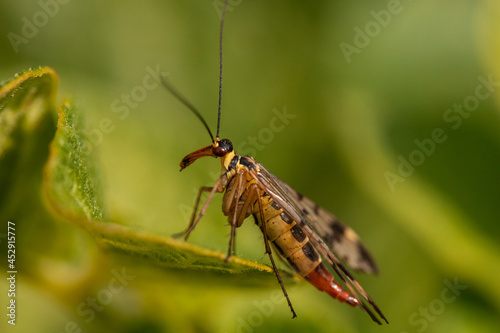 Scorpion fly on a leaf © Александр Сибирцев