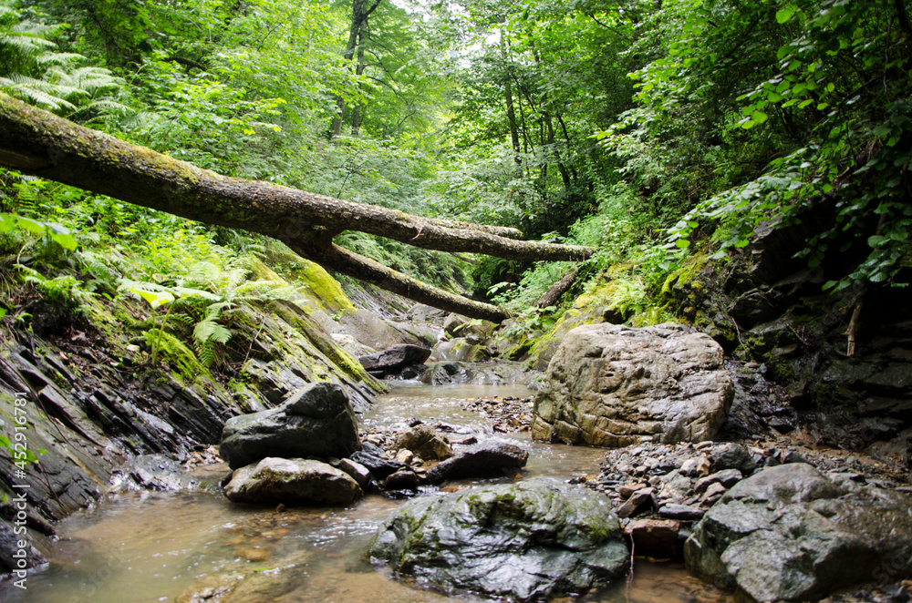 Fototapeta premium forest stream