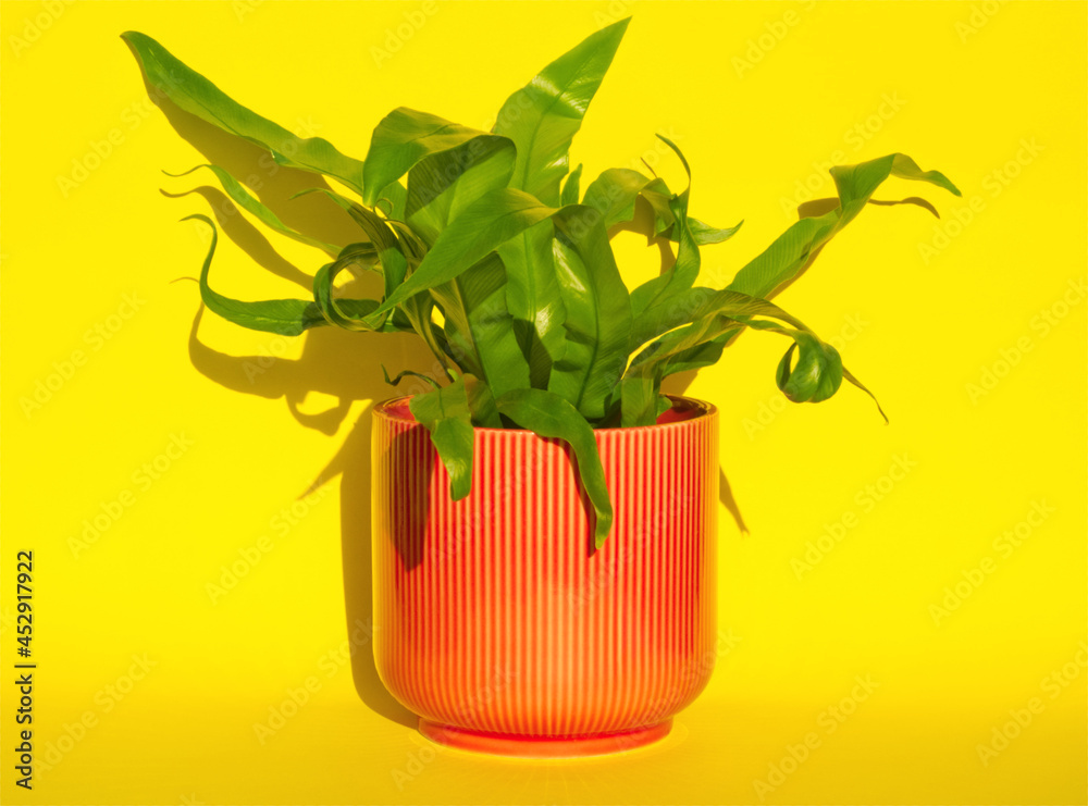 Green asplenium nidus flower (nest fern) in pink flowerpot on yellow background. Green tropical home plant with green vernation leaves. Minimal floral concept. Houseplant, home decor, contrast colors Green asplenium nidus flower (nest fern) in pink flowerpot on yellow background. Green tropical home plant with green vernation leaves. Minimal floral concept. Houseplant, home decor, contrast colors
