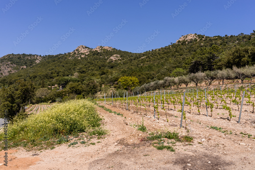 Nouvelle parcelle de vigne, Massif des Maures, Var, Provence-Alpes-Côte d’Azur, France Nouvelle parcelle de vigne, Massif des Maures, Var, Provence-Alpes-Côte d’Azur, France