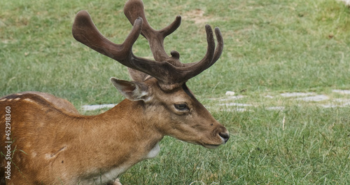 Close-up  red deer lies on green grass in summer day. Head with antlers and body of sika deer. Spotted deer male resting in meadow in national park. Horned animal looking into the distance.