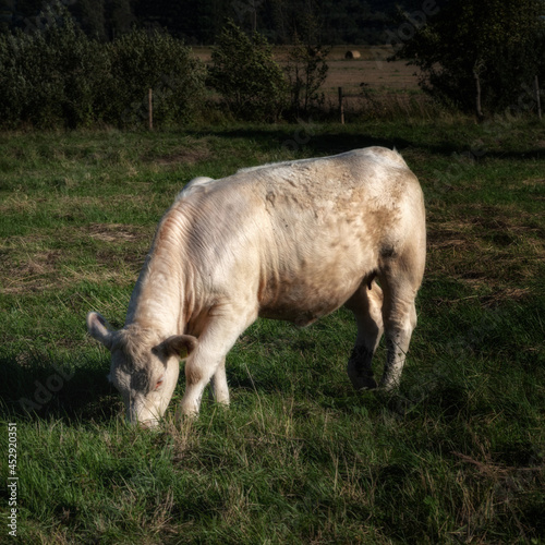 white cow in pasture, growing cattle for meat industry, cute animal