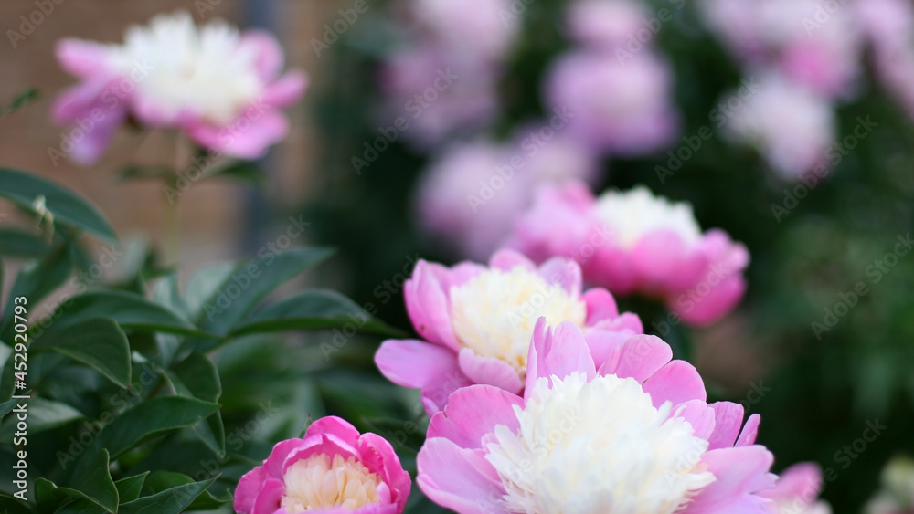 Photo of pink pion flowers in the garden with green background. Summer concept. Floral background for web site, greeting card, banner, flower shop.