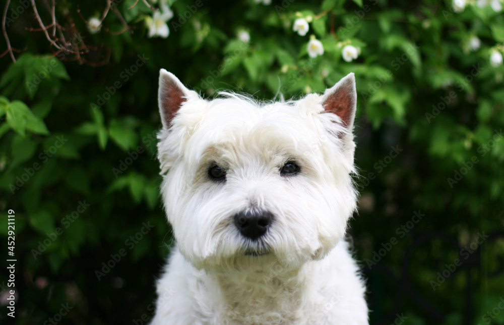 West Highland White Terrier Dog sitting on the grass West Highland White Terrier Dog sitting on the grass