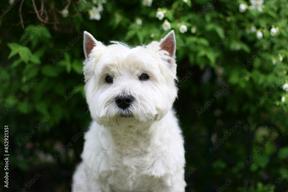 West Highland White Terrier Dog sitting on the grass West Highland White Terrier Dog sitting on the grass