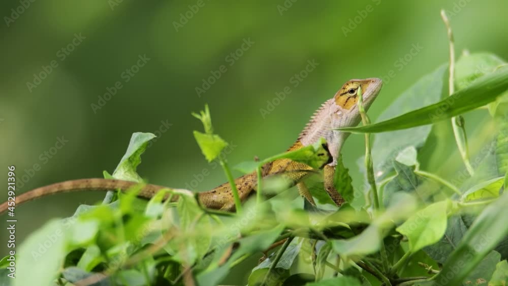 closeup clip of a oriental garden lizard in nature closeup clip of a oriental garden lizard in nature