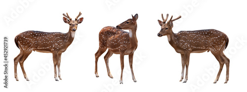 set style of Spotted deer,Cute spotted fallow deer isolated on the white background.