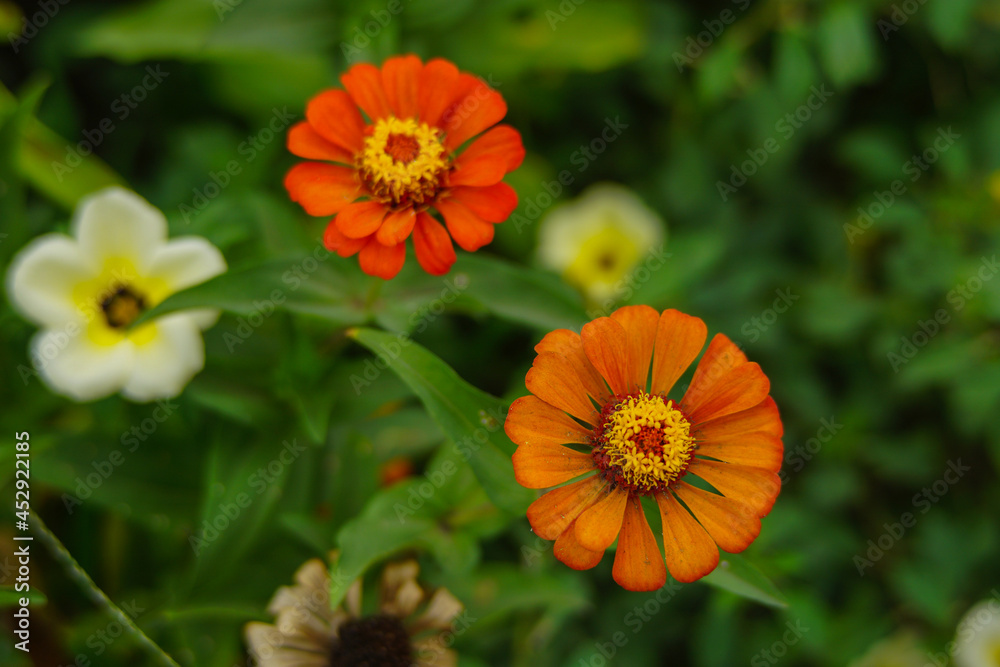 Beautiful brown and golden flowers bloom in the city park. Beautiful flowers. Beautiful brown and golden flowers bloom in the city park. Beautiful flowers.