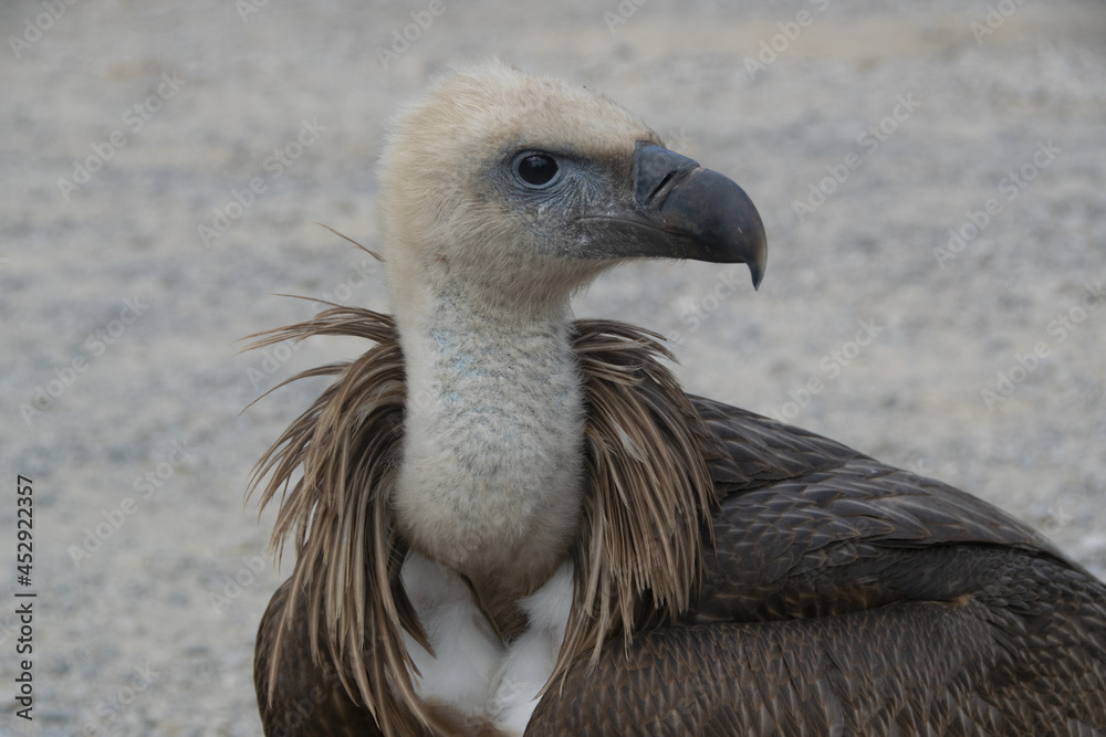 Vautour fauve (Gyps fulvus - Hablizl, 1783) dans les gorges du Tarn Vautour fauve (Gyps fulvus - Hablizl, 1783) dans les gorges du Tarn
