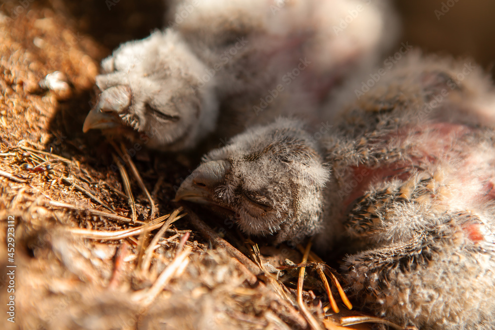 Newborn chicks of a long-eared owl sleeping in a nest.