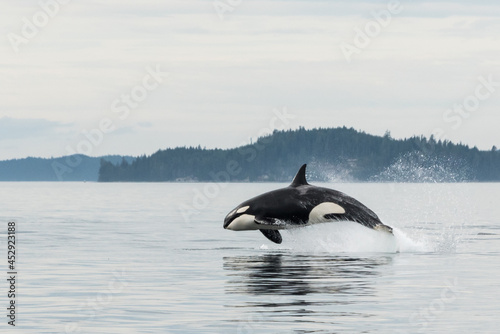 Jumping Transient Orca, hunting porpoises, Johnstone Strait, North Vancouver Island, Canada  © Daniel