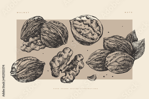 Set of hand-drawn walnut. Exotic fetus, open and in a shell. Organic food concept. Can be used for your design. Vintage botanical illustration on isolated background.