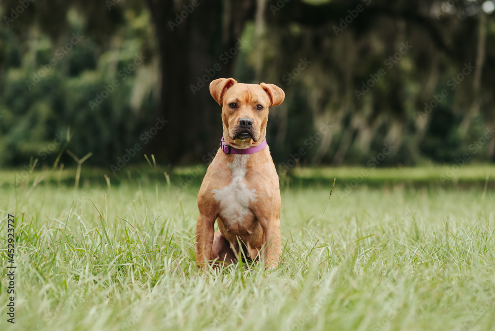 Red and white Pit Bull Terrier mixed breed dog outside