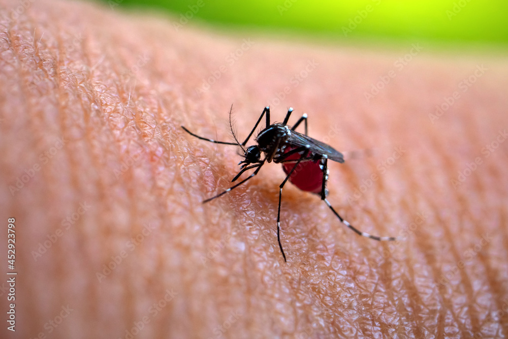 Aedes aegypti Mosquitoe bite and feeding blood on wrinkle skin.Aedes ...