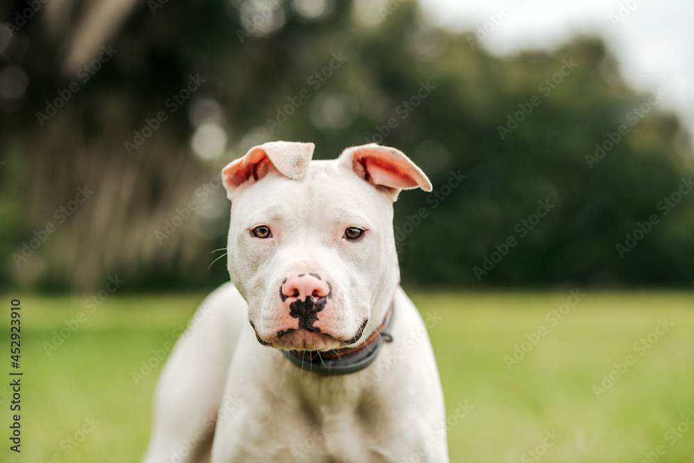 White American Staffordshire terrier puppy standing on grass