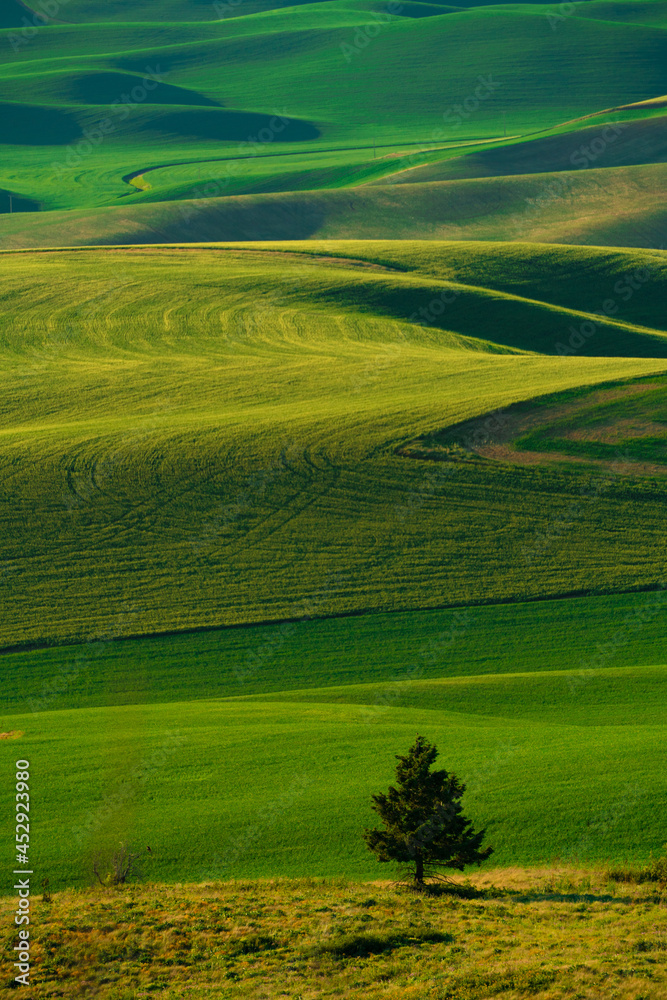 View from the Palouse, Washington State with rolling green wheat agricultural farm fields View from the Palouse, Washington State with rolling green wheat agricultural farm fields
