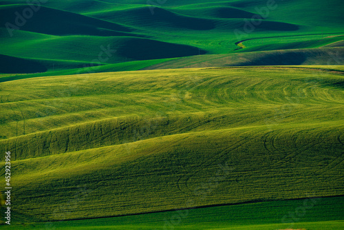 View from the Palouse, Washington State with rolling green wheat agricultural farm fields © littleny