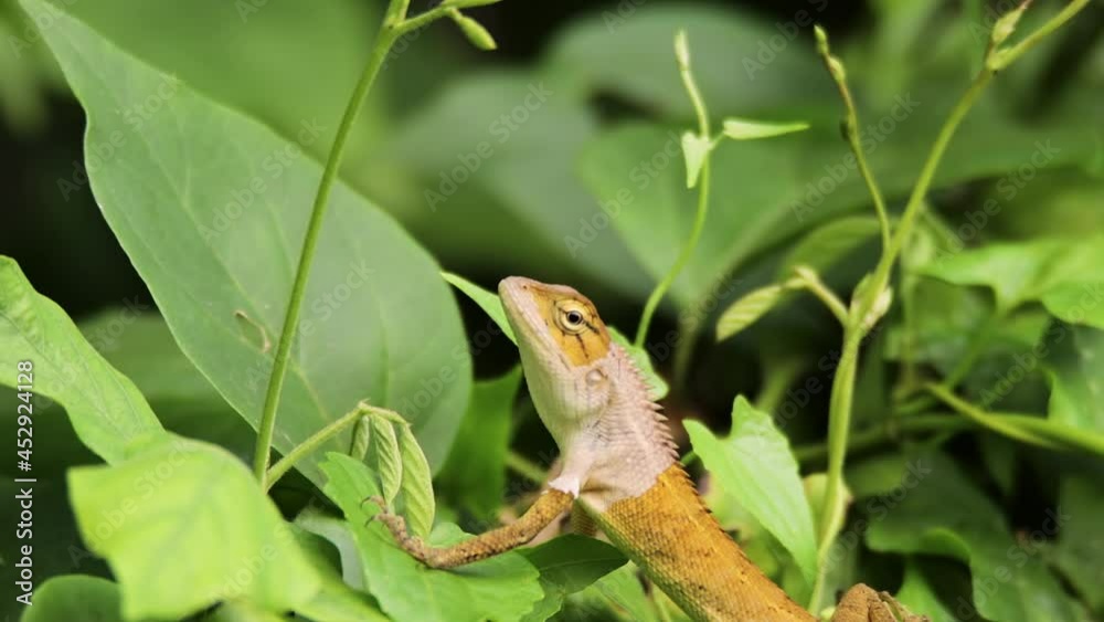 closeup clip of a oriental garden lizard in nature