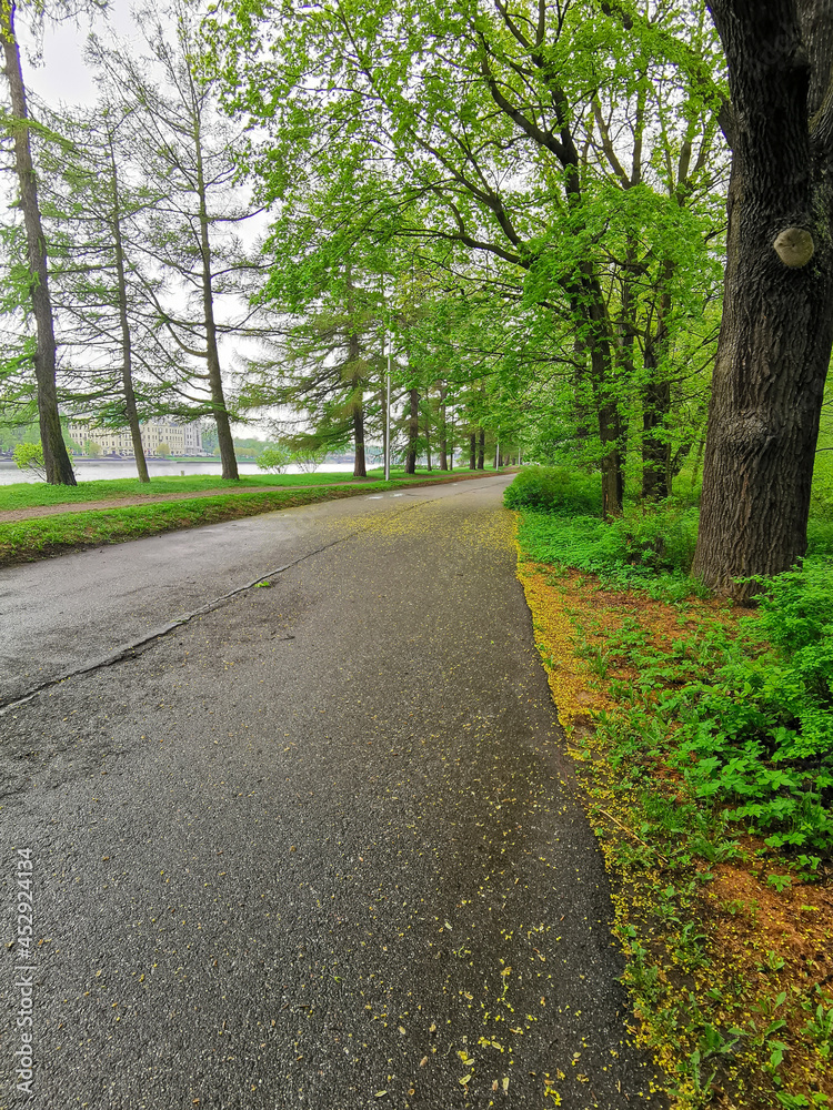  A deserted, wet road on a cloudy spring morning in a park on Elagin Island in St. Petersburg.