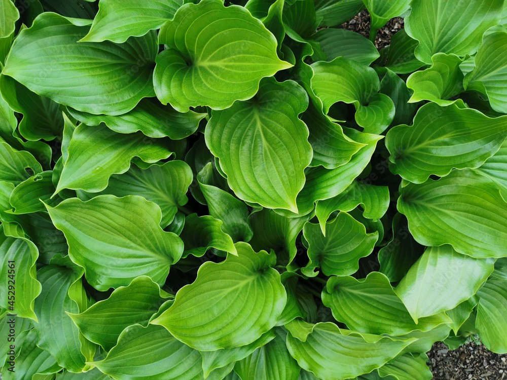 Heart-shaped slightly twisted green hosta leaves, top view, in the Botanical Garden of St. Petersburg. Heart-shaped slightly twisted green hosta leaves, top view, in the Botanical Garden of St. Petersburg.