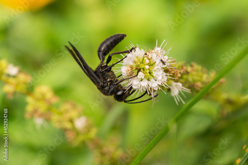 Great Black Digger Wasp on Mint Flowers photo