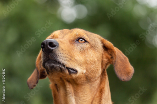 Portrait of a chestnut-brown short haired mongrel dog