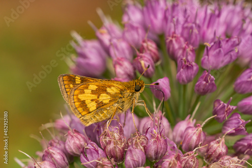 Peck's Skippper Butterfly on Chive Flowers photo