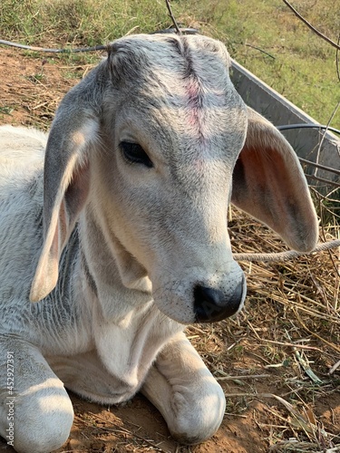 Indian Cow Calf photo