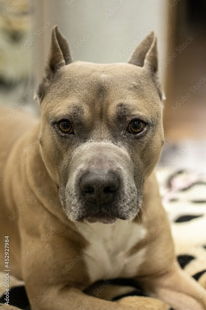 Staf Bull Dog american dog big brouwn dog Staf Bull Dog american dog big brouwn dog
