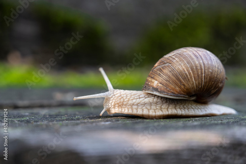 Snail crawling on an old board close up © butenkow
