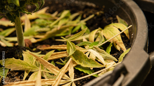 fresh harvest of marijuana. Recreational marijuana cultivation in the world.