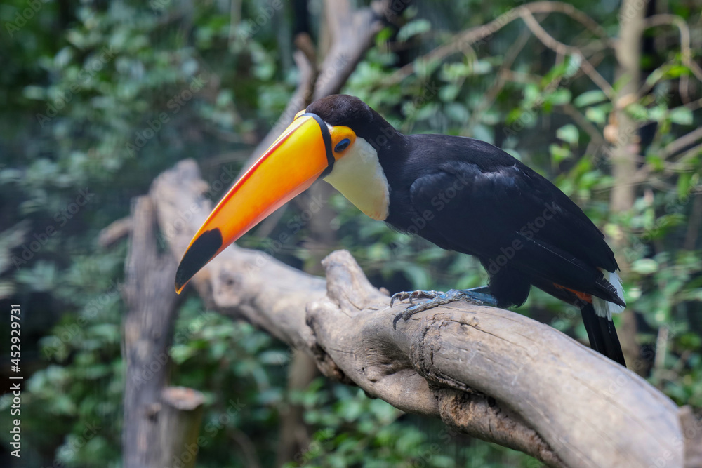 Fototapeta premium The toco toucan bird on the wood tree in forest