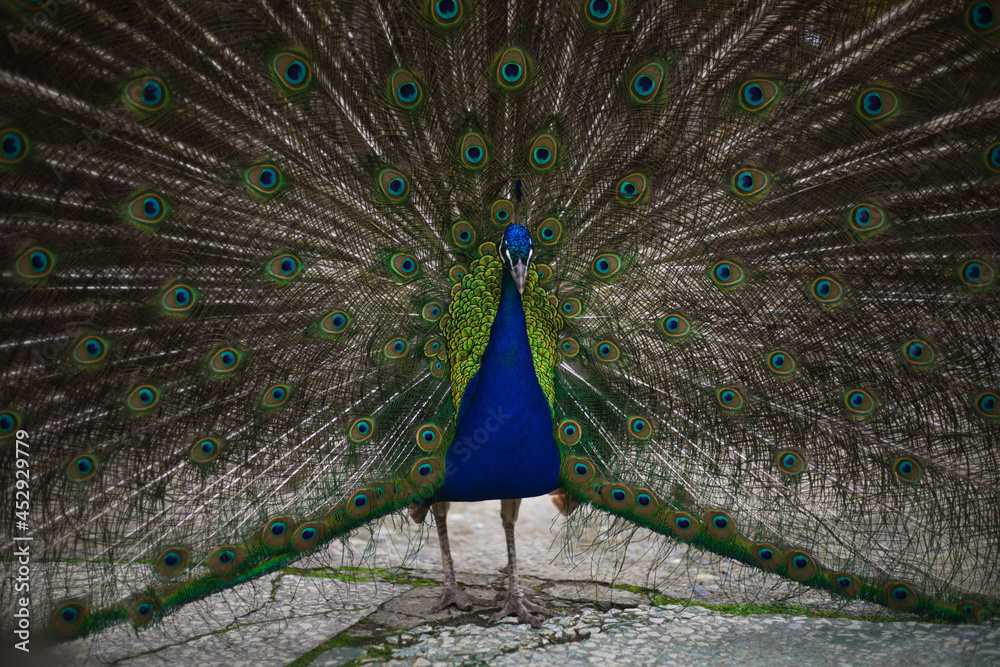 Fototapeta premium the peacock bird fluffed its tail. a peacock eats from a human hand. big beautiful bird