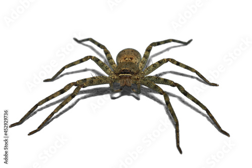 Close up wolf spider is insect animal on white background have path