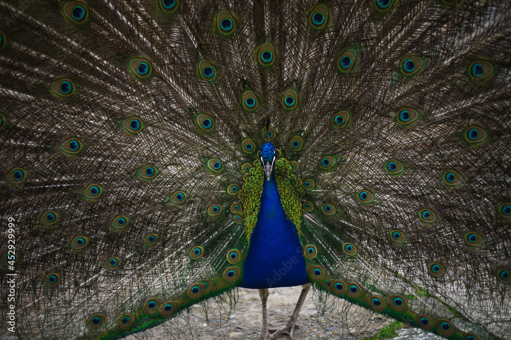 Fototapeta premium the peacock bird fluffed its tail. a peacock eats from a human hand. big beautiful bird