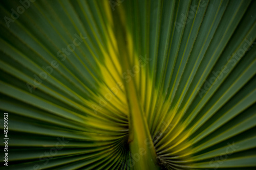 palm leaf in macro on a green background. background texture screensaver © Сергей Мешков