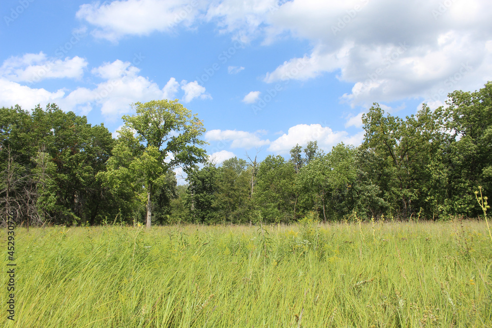 Tallgrass prairie at Miami Woods Forest Preserve with cumulus clouds in Morton Grove, Illinois Tallgrass prairie at Miami Woods Forest Preserve with cumulus clouds in Morton Grove, Illinois