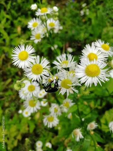 daisies in a field