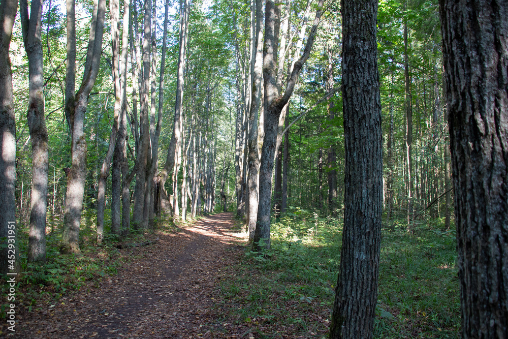 Path in park alley in sunny summer day Path in park alley in sunny summer day