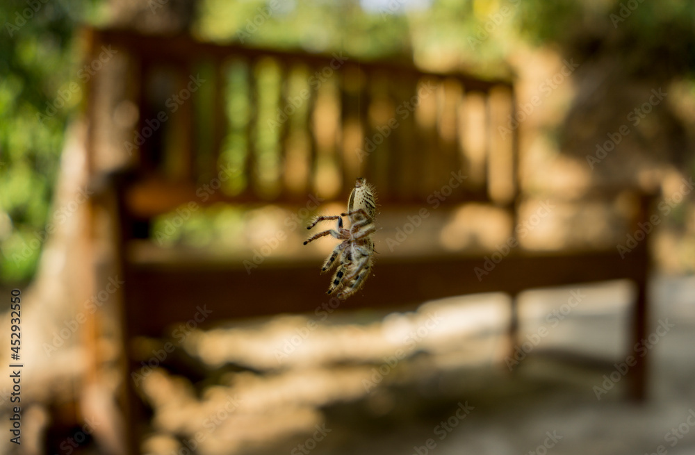 spider hanging from a tree. selective focus. blur background