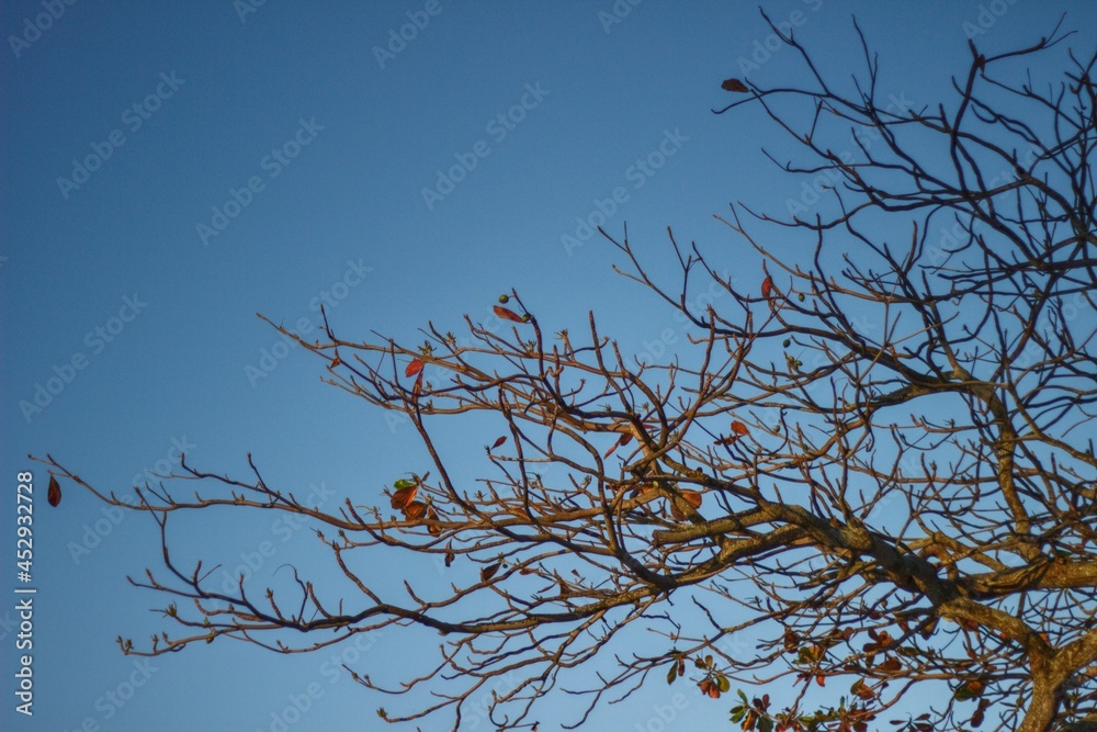 Tree Tree
