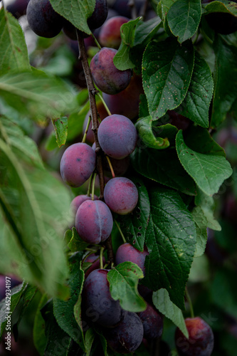 Ripe plums. Plums with a few leaves. Close up of fresh plums, top view. Macro photo food fruit plum. Texture background of fresh blue plums. Image fruit product. D'Agen French prune plum.