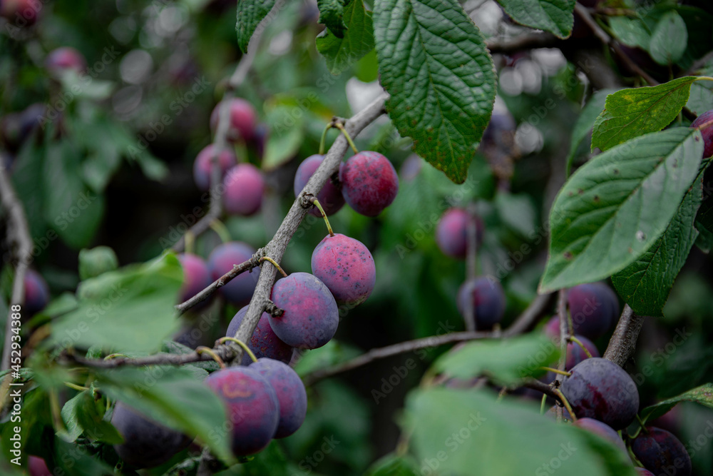 Ripe plums. Plums with a few leaves. Close up of fresh plums, top view. Macro photo food fruit plum. Texture background of fresh blue plums. Image fruit product. D'Agen French prune plum. Ripe plums. Plums with a few leaves. Close up of fresh plums, top view. Macro photo food fruit plum. Texture background of fresh blue plums. Image fruit product. D'Agen French prune plum.