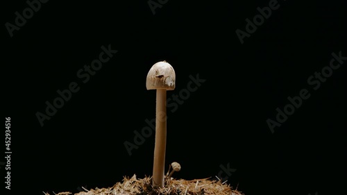 Mushrooms slowly growing time-lapse on black background in macro mode photo