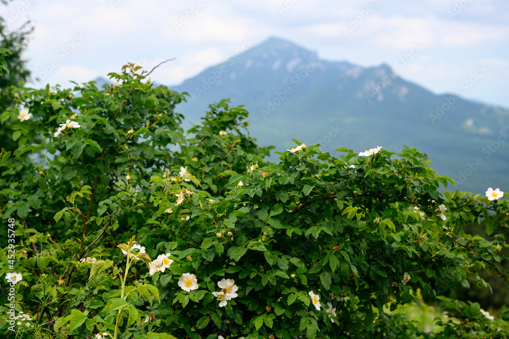 A shrub with white flowers on the background of mountains