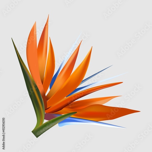 Heliconia, orange flower, royal flower, strelitzia, flower of paradise, bird of paradise, firebird, crane flower, tropical flower